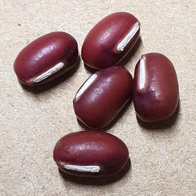    HARICOT AZUKI  Petit Haricot Japonais réputé pour la pâtisserie dont un délicieux fondant au chocolat.